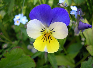 Viola_Tricolor.jpg