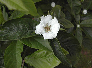 Mespilus_Germanica.jpg