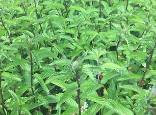 Menthe-poivrée2-1080x1002_edited.jpg