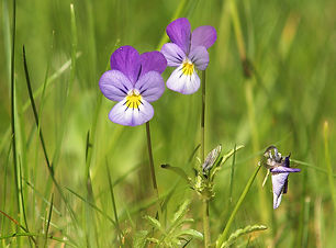 800px-Viola_tricolor_LC0041.jpg