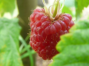 1024px-Raspberry.jpg