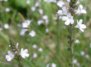 verveine-sauvage-verbena-officinalis.jpg