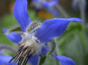 1024px-Borage-flower-hr_edited.jpg