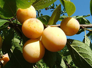 1024px-Koogan_2002-08-14-160212.jpg