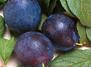 800px-Bluebyrd_plum.jpg