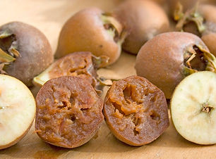 Mespilus_germanica_01.jpg