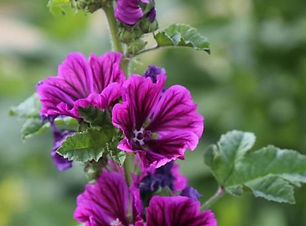 mauve 1.jpg