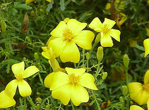 Tegetes_tenuifolia0.jpg