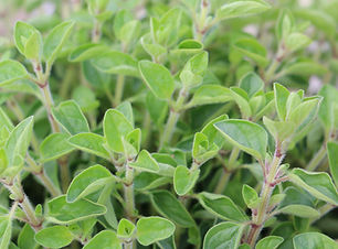 2498-a63-ORIGANUM-vulgare-en-Mars.jpg