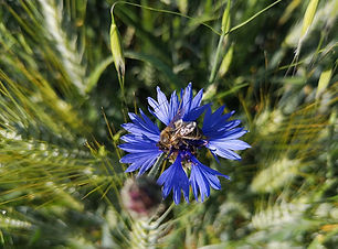 Abeille_butinant_un_bleuet_barbeau_Centaurea_cyanus.jpg