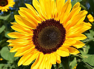 tournesol-soleil-geant-bio.jpg