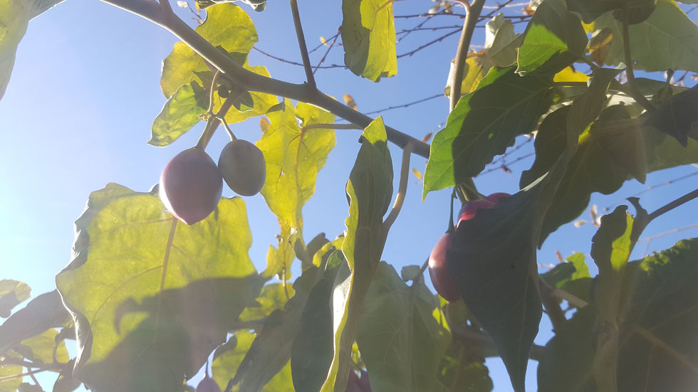 Miniatura: Tamarilho