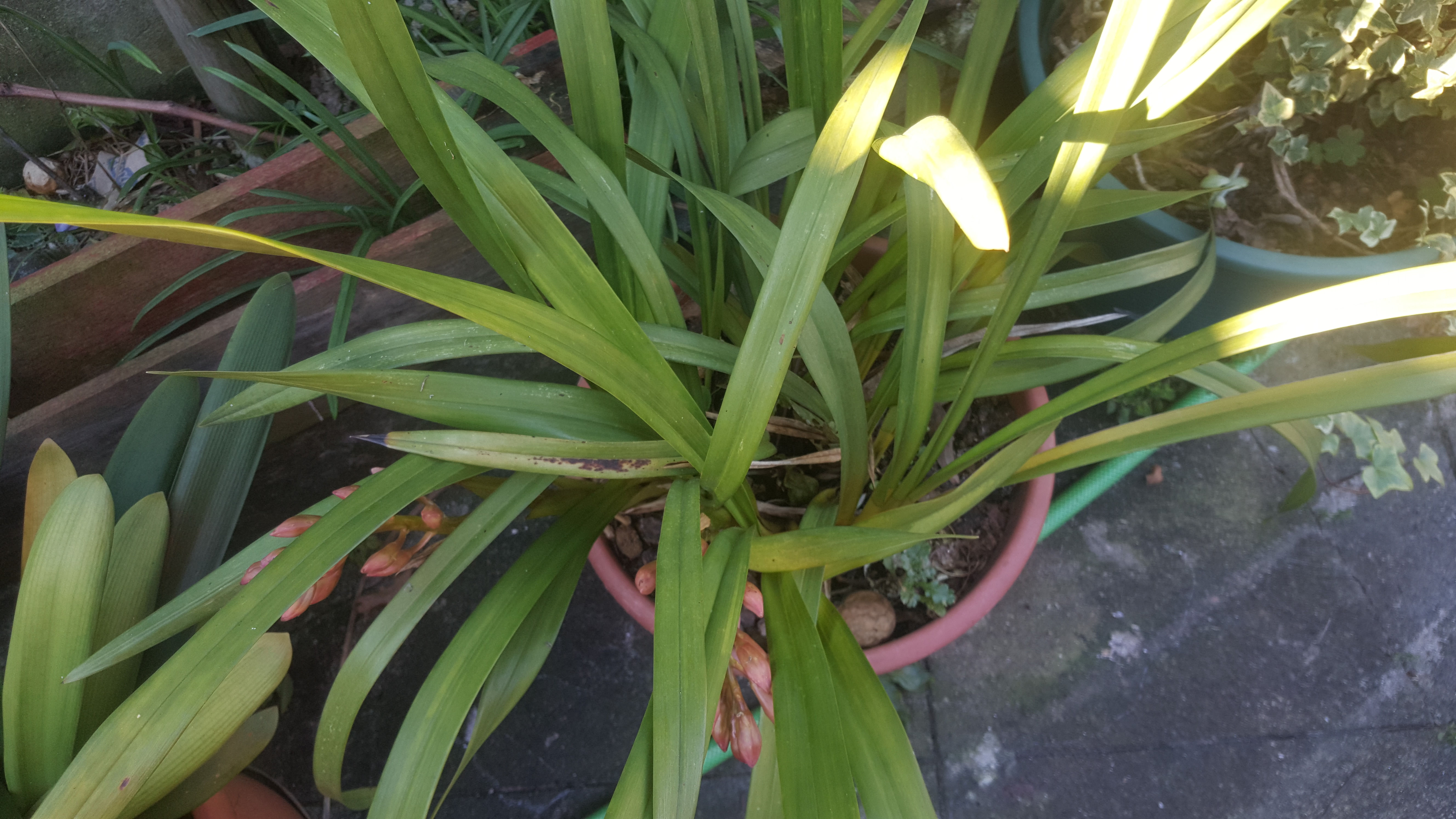 Orquídea