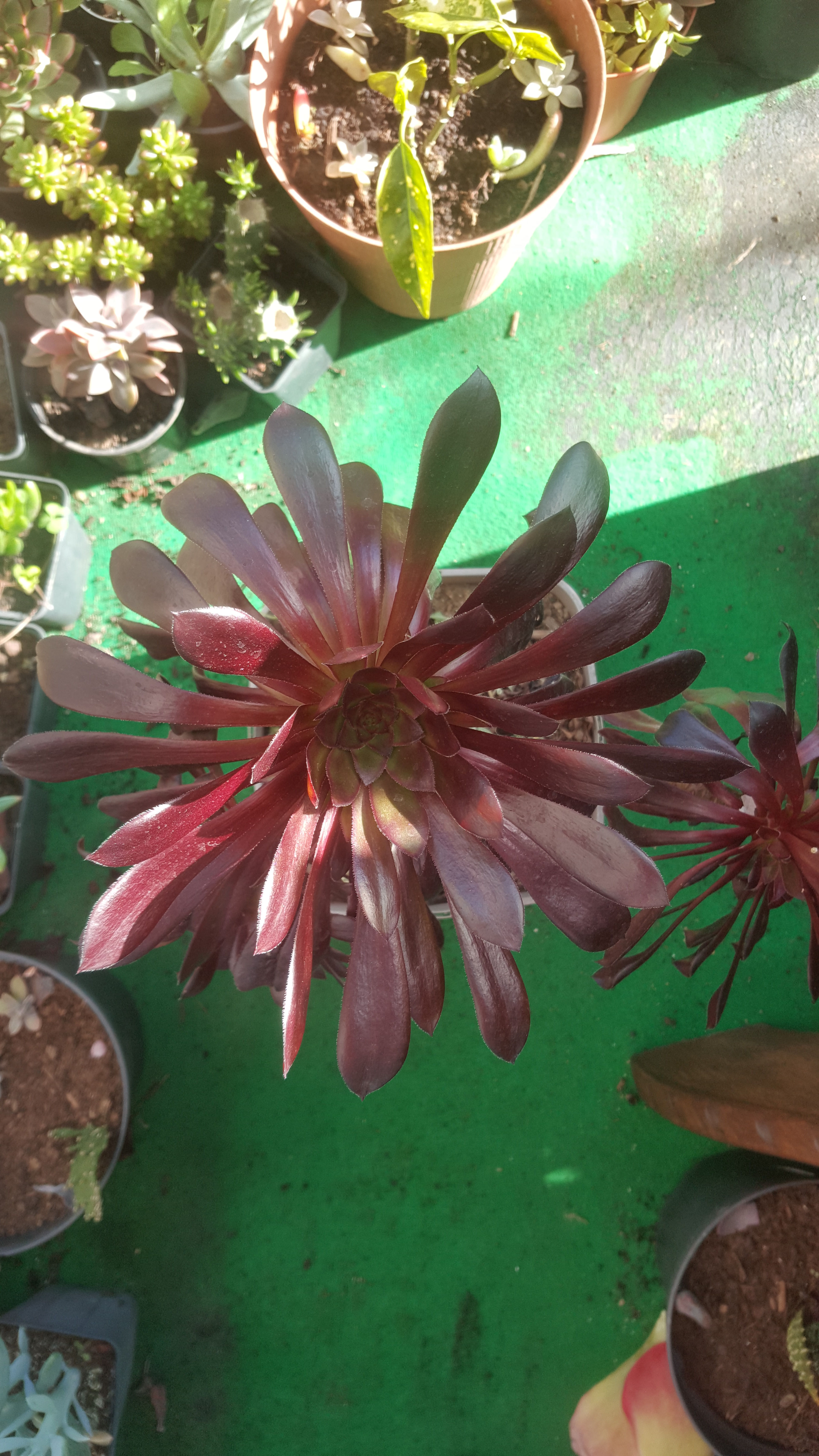 Suculenta 8