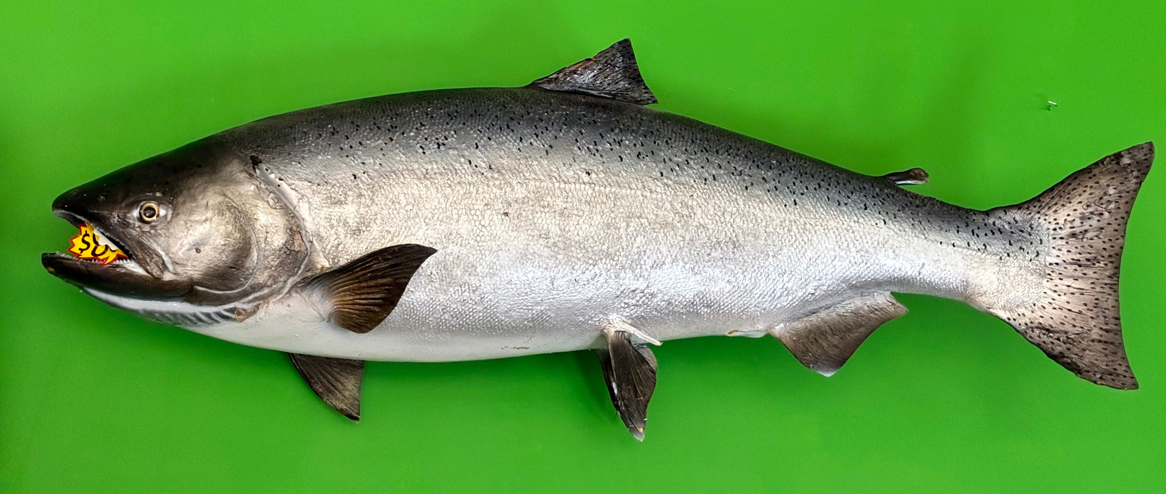 40” Long King Salmon Taxidermy