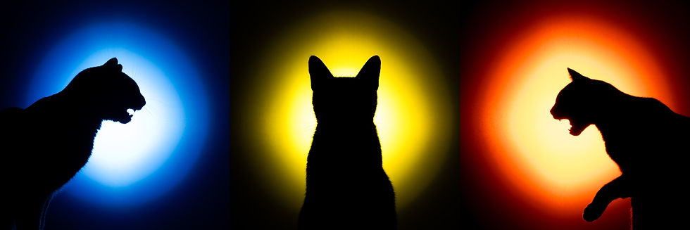 A collection of three cats silhouetted in front of a blue light, a yellow light, and a red light