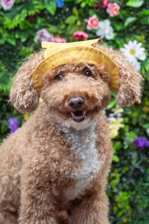 Professional pet photography portrait showcasing a dog with expressive eyes on a natural background in the studio
