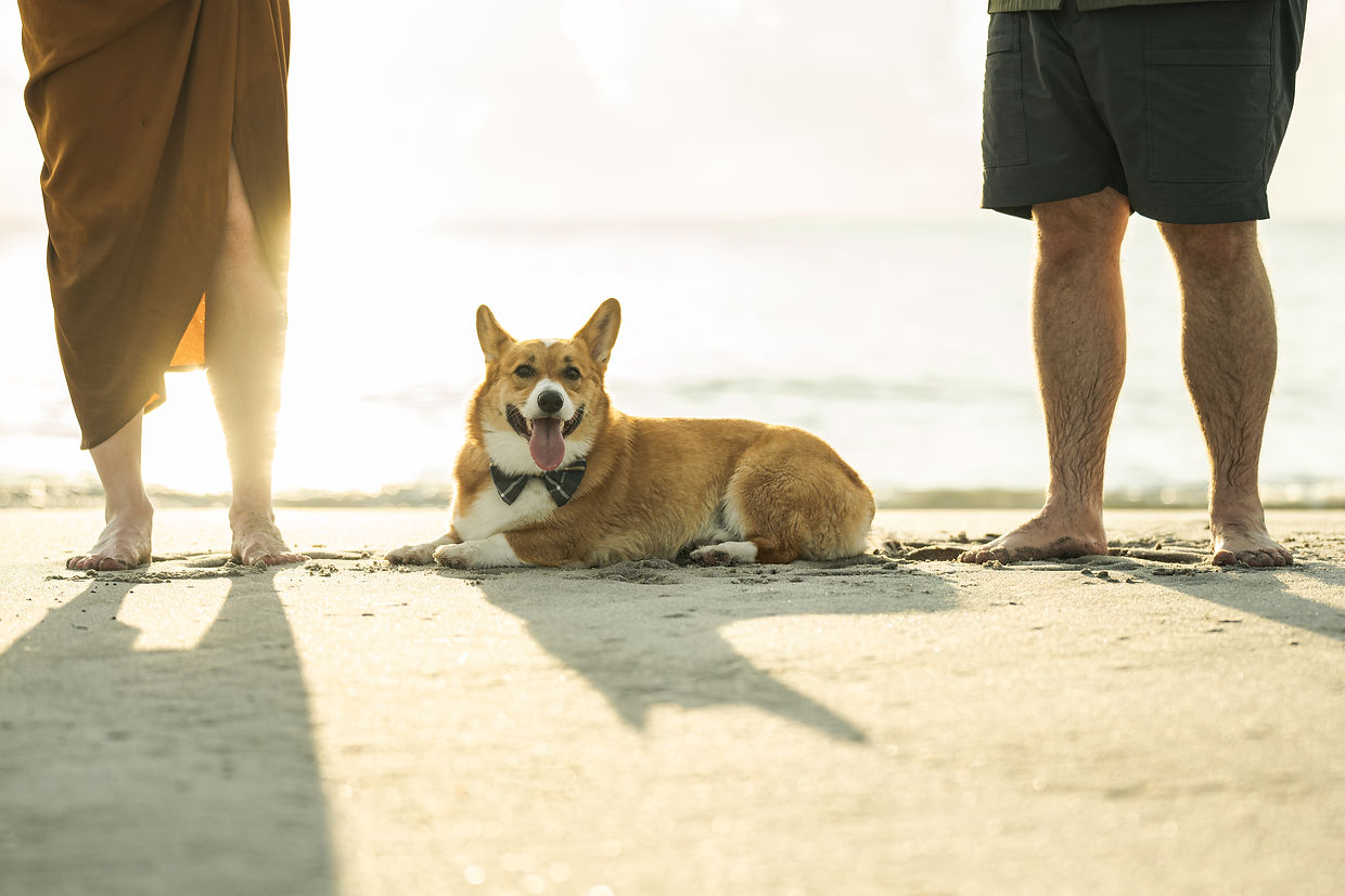 Eddie the Corgi laying on a Florida beach at sunrise between his two human parents
