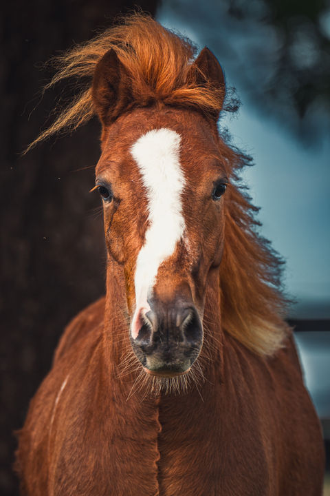brown horse with white on its nose looking straight at the camera with a blue and brown background