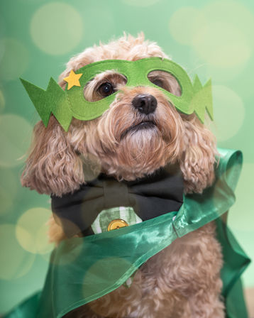 A dog in a superhero costume looks out of the frame on a green background with fairy lights out of focus in the foreground.