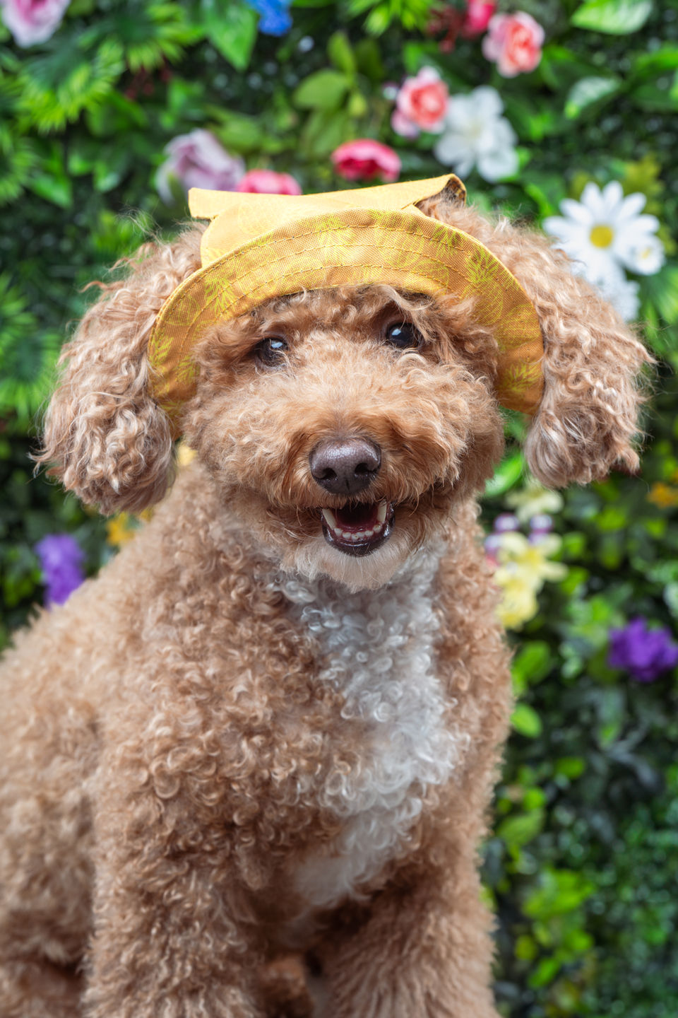 A brown curly haired dog with a yellow bucket hat on a background of greenery and colorful spring flowers
