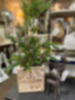 18"x 6.5" green fir tree with pinecones in black weighted pot