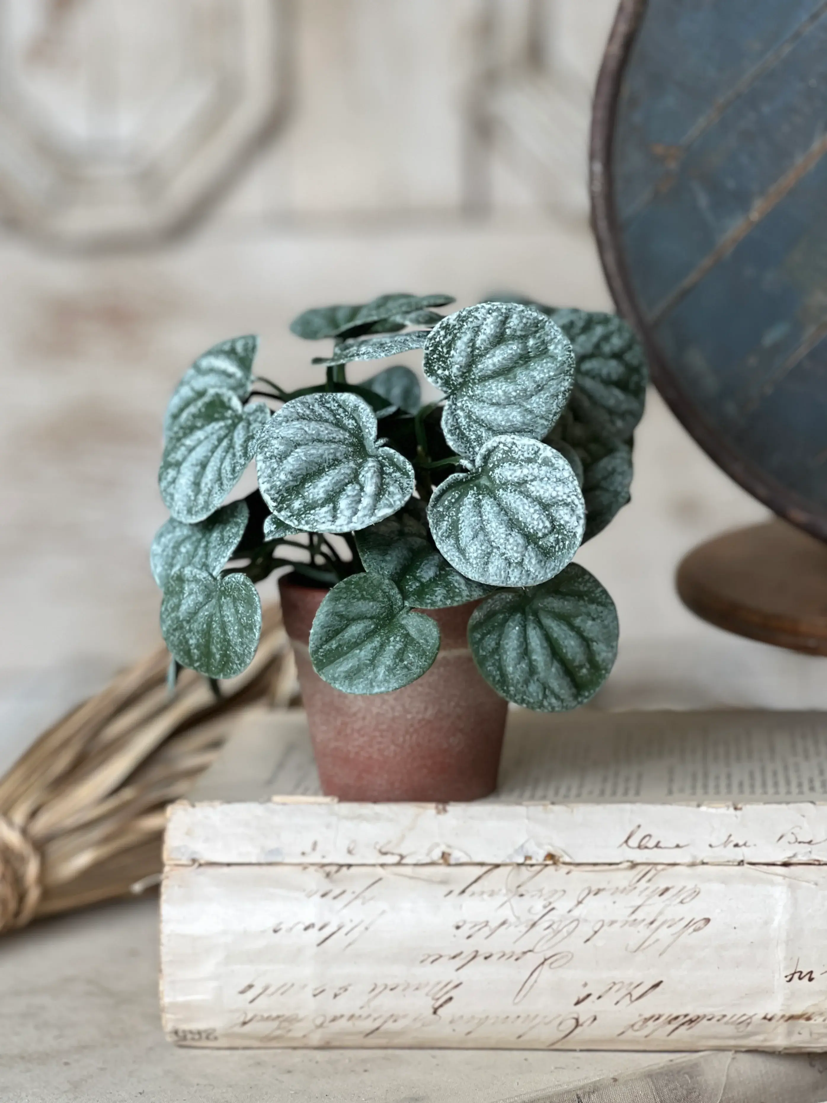 6" faux terracotta pot with foliage of rounded leaves with an interesting variegated finish