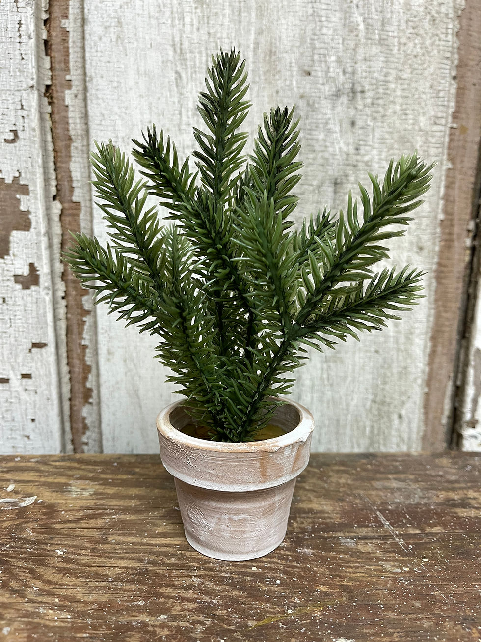Small evergreen tree potted in a whitewashed terracotta pot