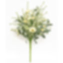 22" tall bush of white lace wispy stems, soft green foliage & paper creamy white wildflowers, wild look