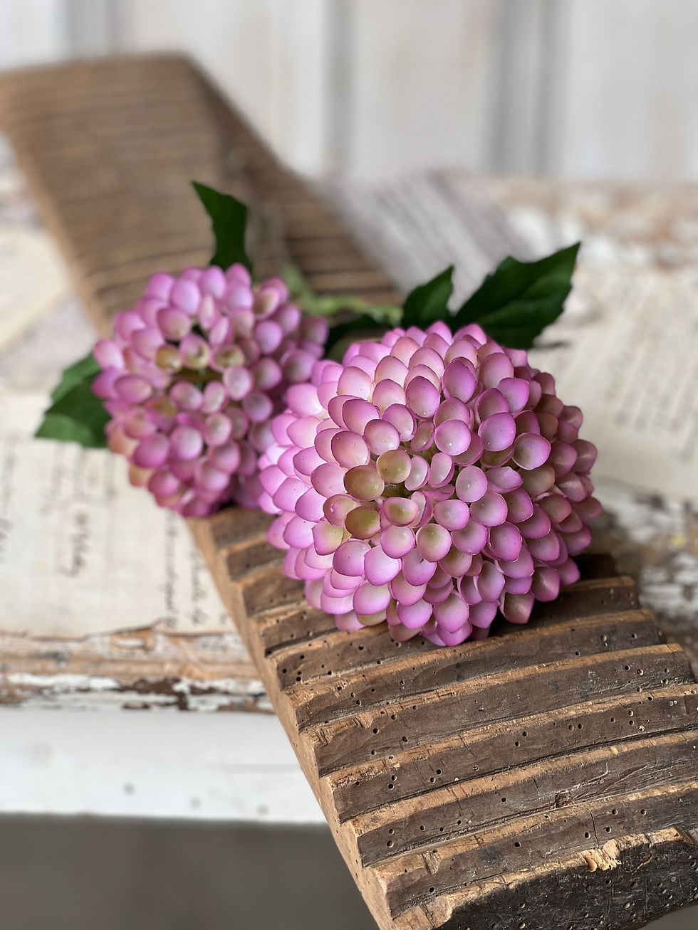 Large showy blooms with interesting pink curled petals with purple edges on tall stems with green leaves 20”