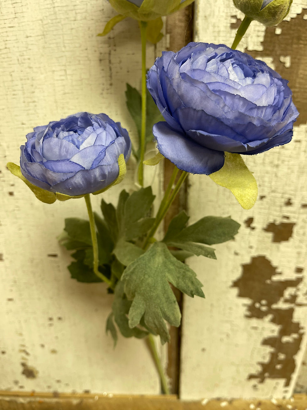 Thumbnail: 27” long stem with 3 periwinkle ranunculus flowers and one bud
