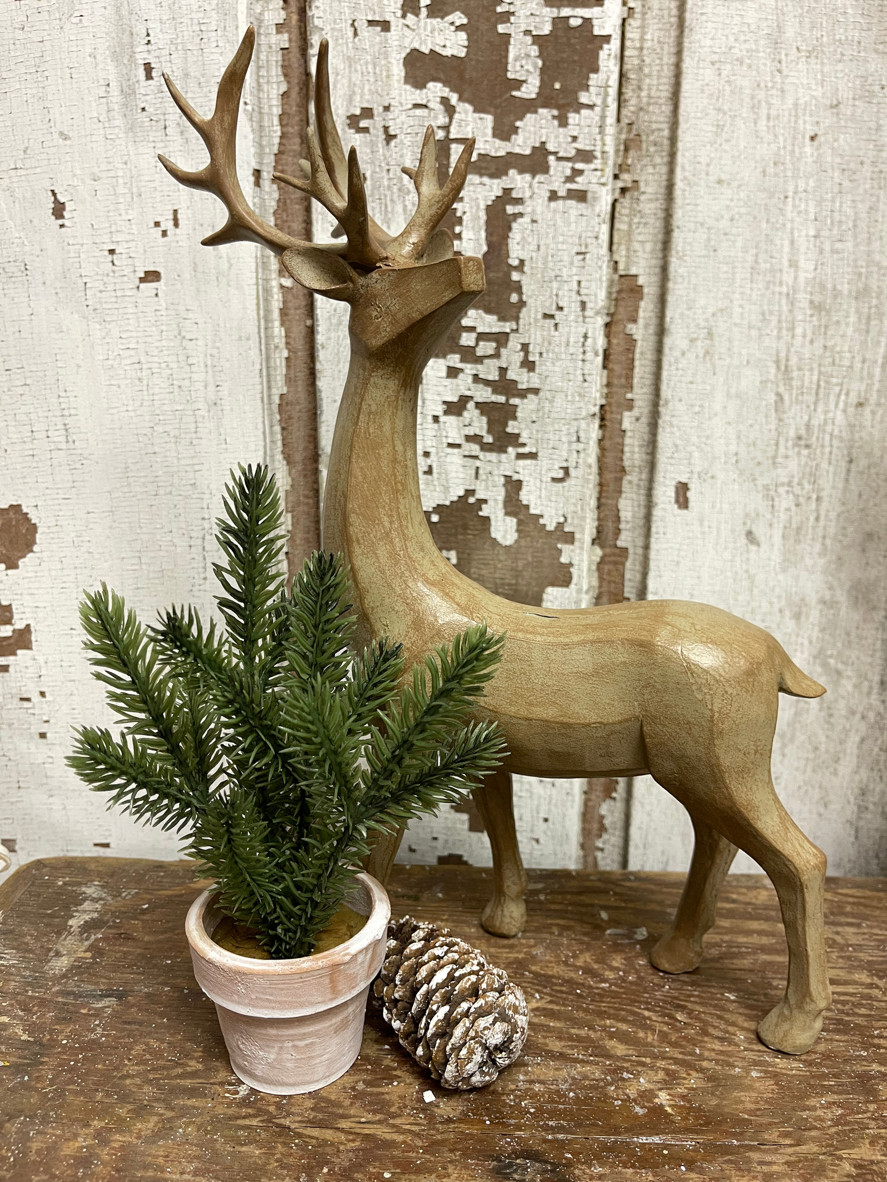 Small evergreen tree potted in a whitewashed terracotta pot