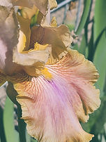 Iris Flower