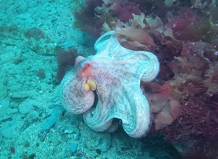 octopus.jpg