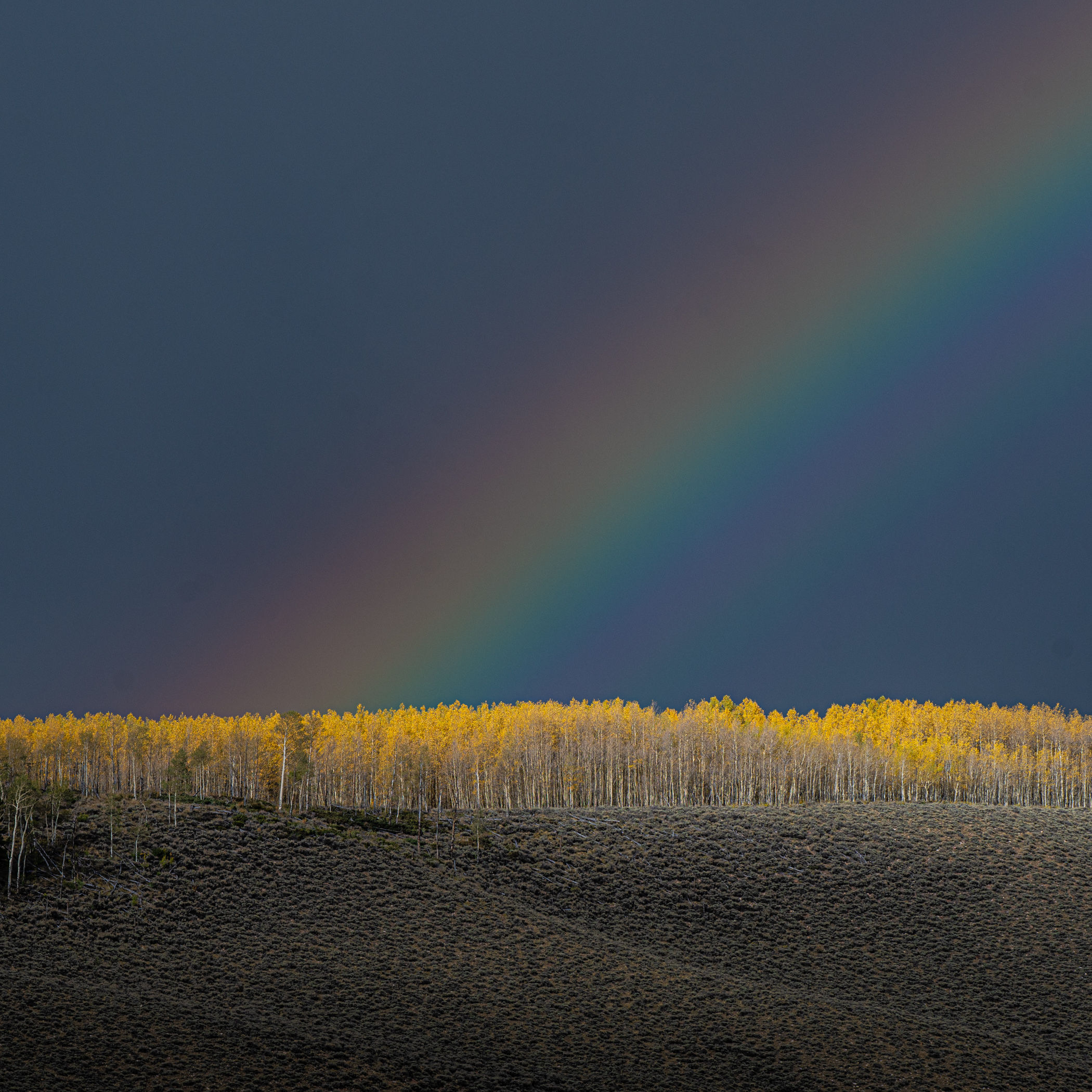 Leadville Gold Metal Print