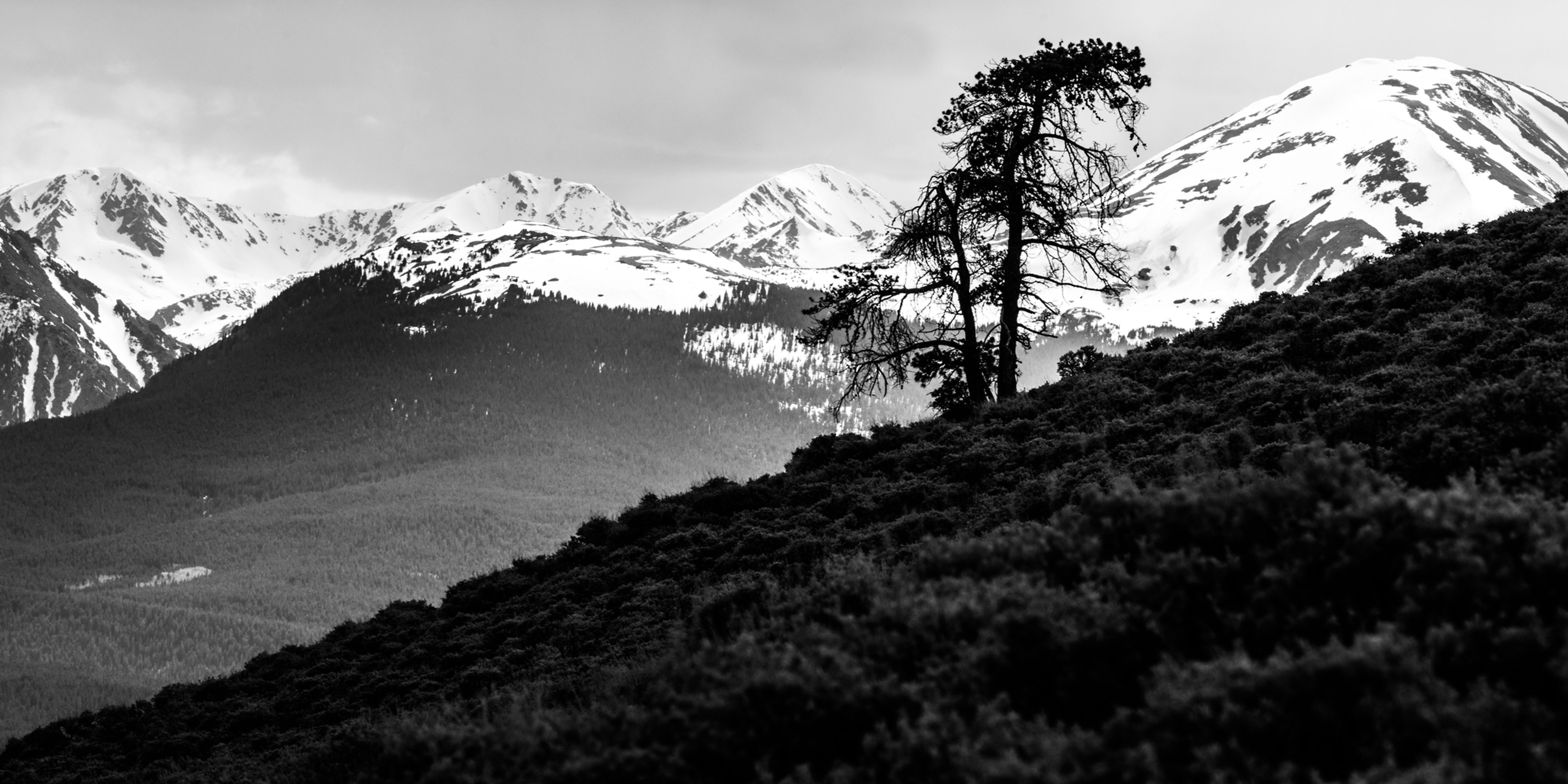 Massive with Tree Metal Print