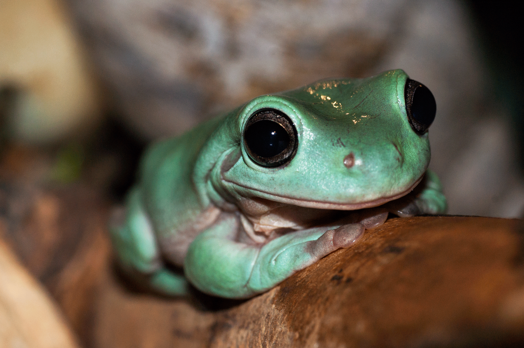 Happy Tree Frog