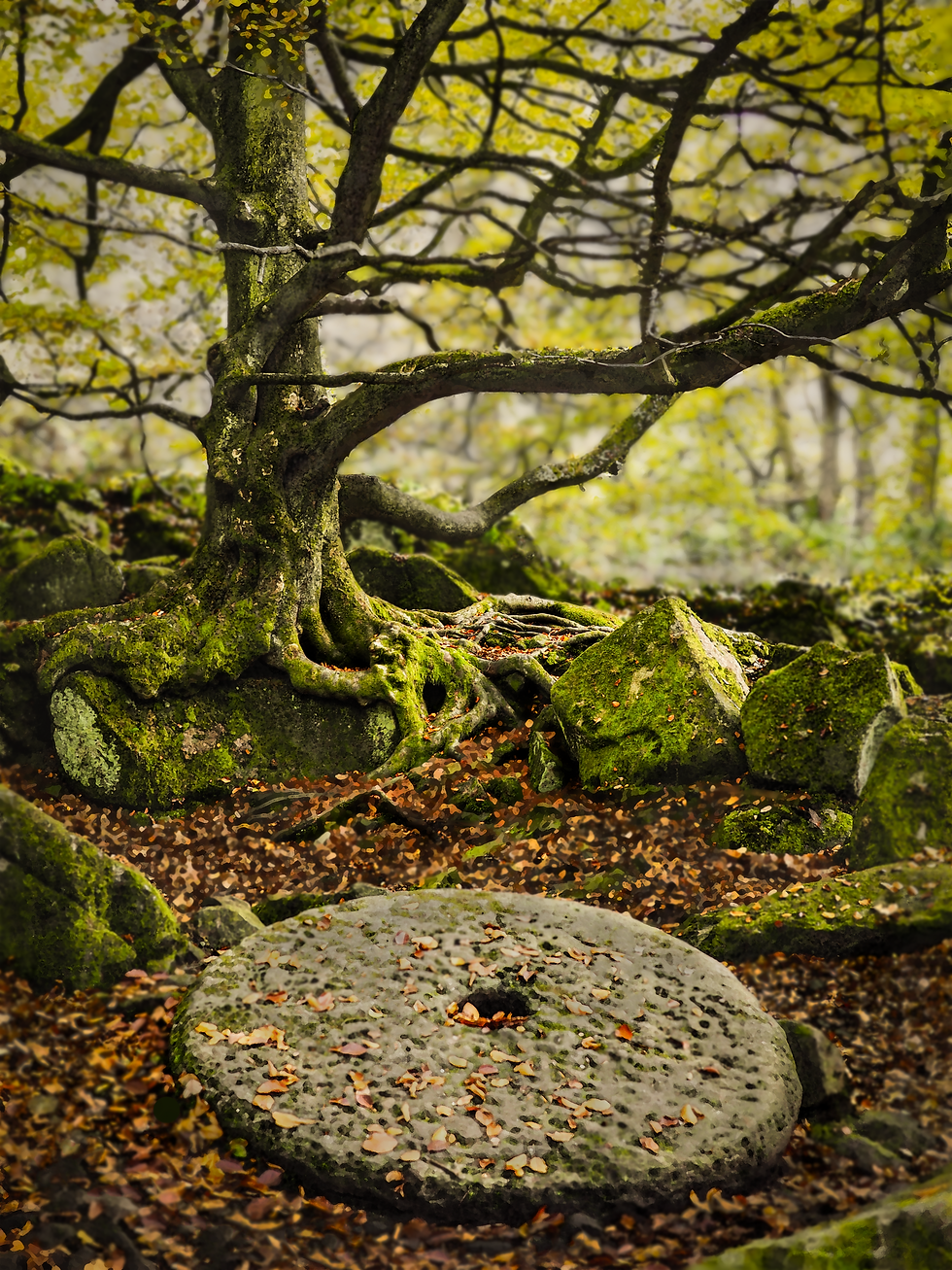 Warm and inviting woodland scene with ancient beech and millstone.