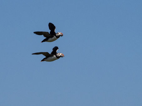 World Puffin Day: Celebrating the Atlantic Puffin