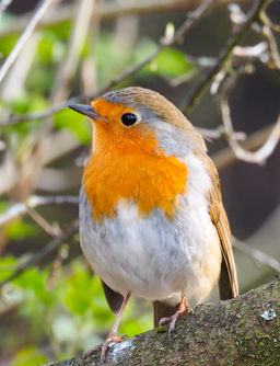 Robin at Rufford Abbey