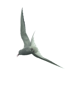 Arctic Tern - Fly High