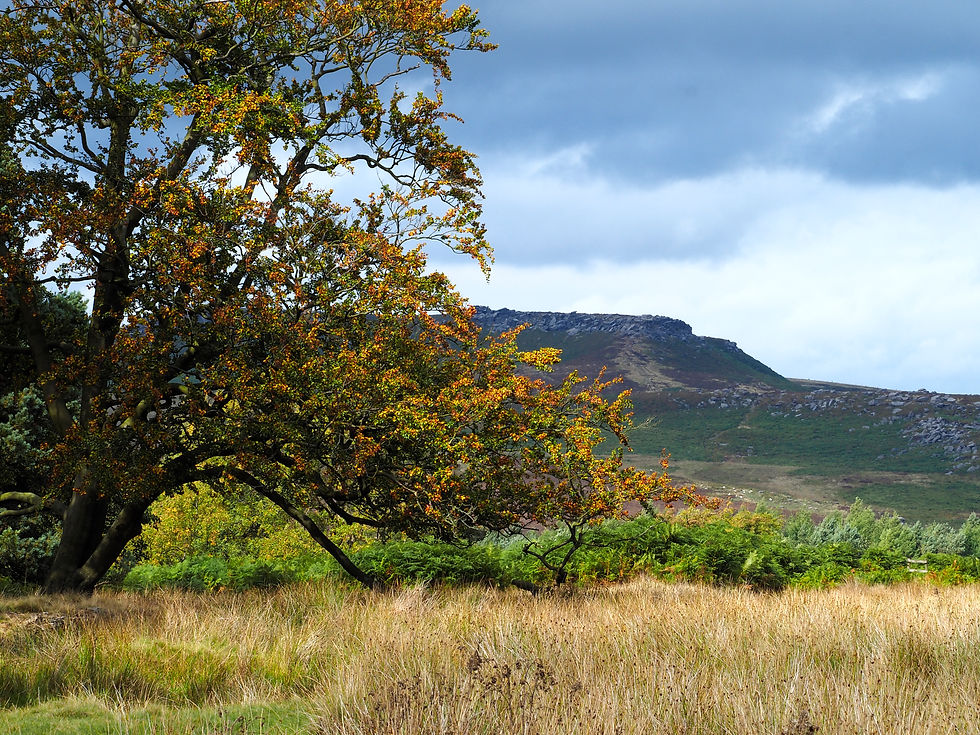 Beech tree in sunlight stands in fron of the darkened edge under a cloudy sky