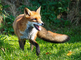 Fox in action