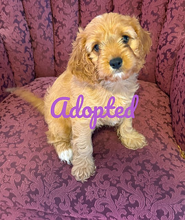 deborah 1_edited.jpg