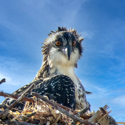 baby osprey.jpeg