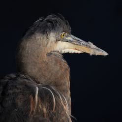 heron_photo_black Large.jpeg