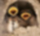 Cute Barn Swallows.jpeg