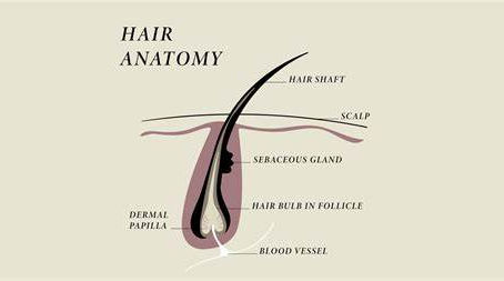 What is a Trichologist & when should you see one?