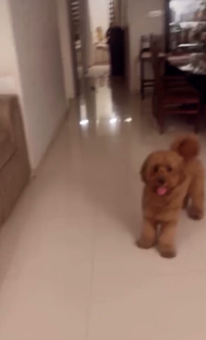 Thumbnail: Dog playing with Lazy Doggie squeaky plush toy