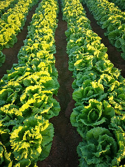 water treatment for agriculture